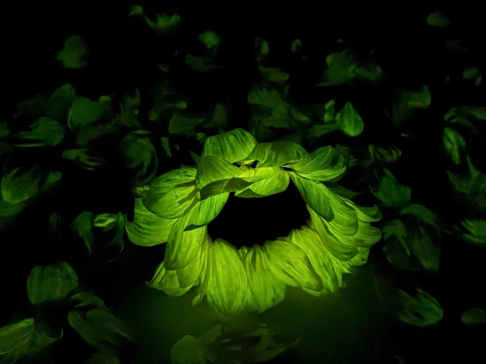 暗光照片 (98).jpg 暗光照片 (98).jpg