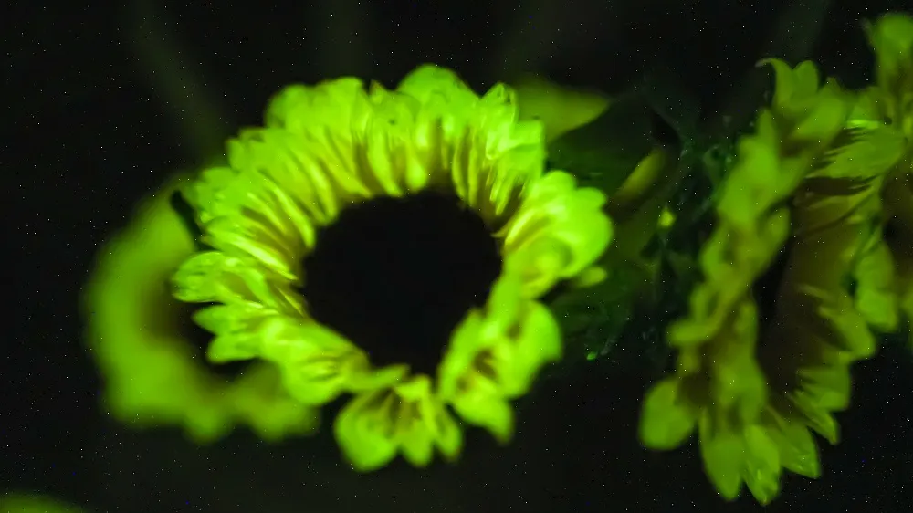 暗光照片 (59).jpg 暗光照片 (59).jpg