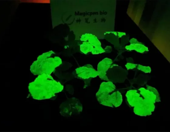 合成生物学正在批量制造“发光植物”，国内已有公司实现突破